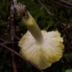 Tricholoma subsejunctum thumbnail 1
