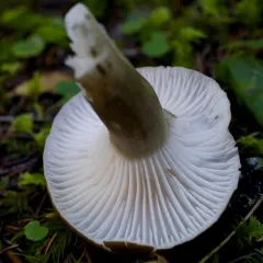 arched woodwax thumbnail 1