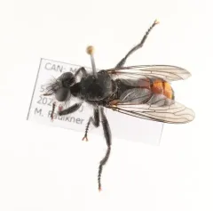 Orange-patched Laphria thumbnail 2