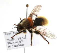 Remarkable Laphria thumbnail 2