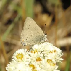 Sylvan Hairstreak thumbnail 2