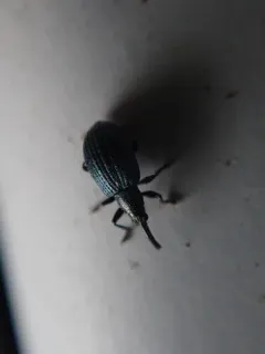 White Clover Weevil thumbnail 2