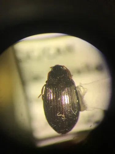 Scaphidema aeneola