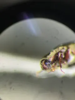 Trixagus carinicollis thumbnail 4