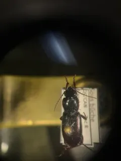 Pterostichus pensylvanicus thumbnail 2