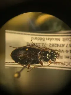 Platypatrobus lacustris thumbnail 4
