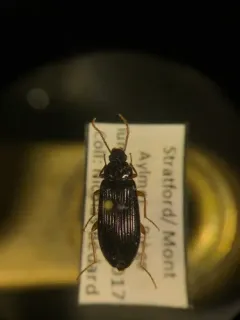 Mycetochara bicolor thumbnail 4