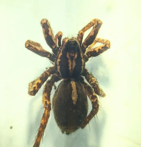 Pardosa anomala