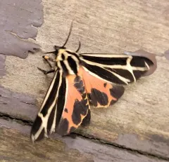 Nais Tiger Moth thumbnail 1
