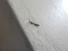 Thread Bug thumbnail 2