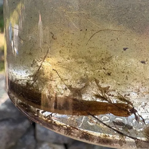 Fringed Diving Beetle