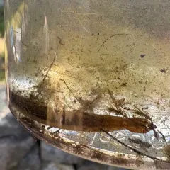 Fringed Diving Beetle thumbnail 1