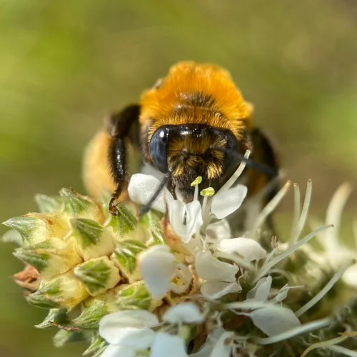 Melissodes dentiventris