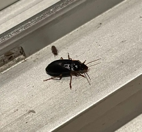 Notiobia terminata