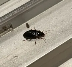 Notiobia terminata thumbnail 1