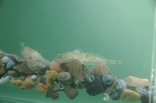 Bear Lake Sculpin