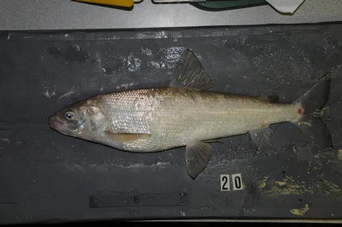 Bonneville whitefish
