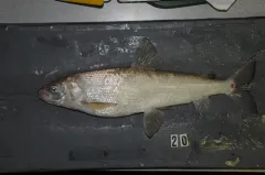 Bonneville whitefish thumbnail 1