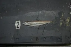 Bonneville Cisco thumbnail 2