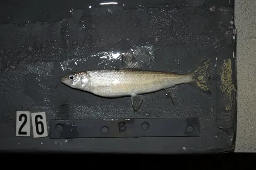 Bear Lake Whitefish