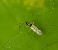 Dicyphus discrepans thumbnail 1