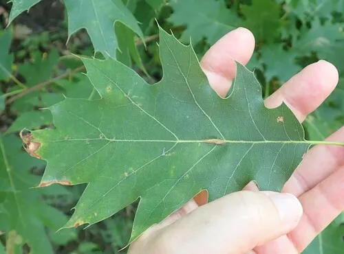 Polystepha americana