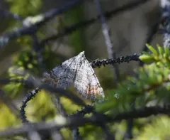 Manchester Treble-bar Moth thumbnail 2
