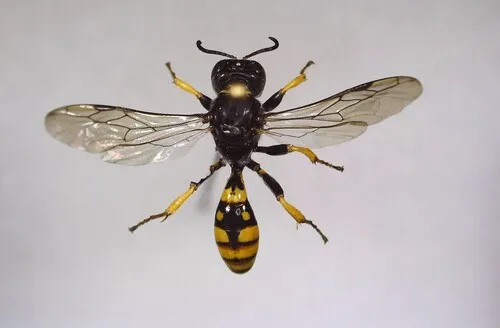 Crossocerus binotatus