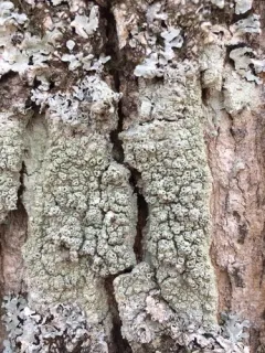 Pertusaria rubefacta thumbnail 2