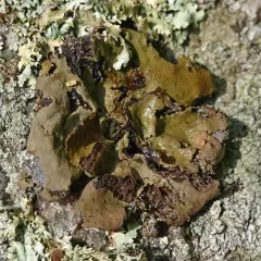 Punctured Rocktripe Lichen thumbnail 1