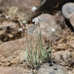 ballhead sandwort thumbnail 1