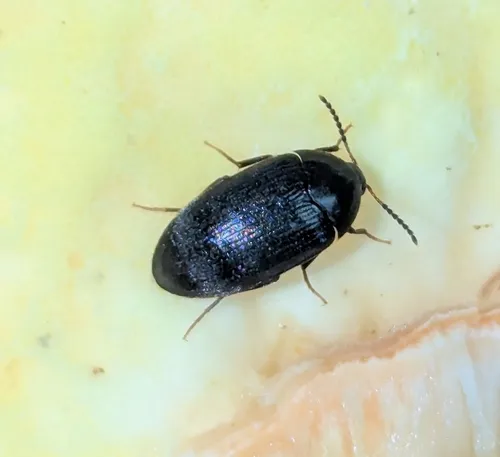 Synstrophus repandus