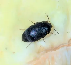 Synstrophus repandus thumbnail 1