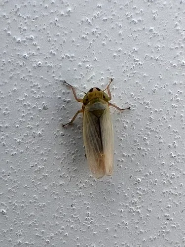 Lemellus bimaculatus