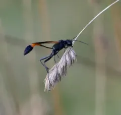 Ammophila pictipennis thumbnail 2