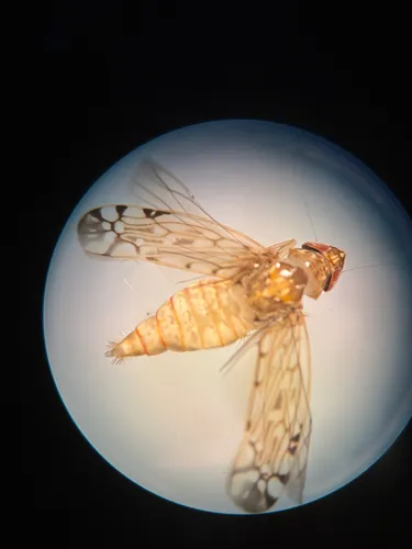 Osbornellus borealis
