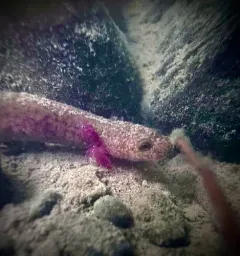 Spring Salamander thumbnail 2