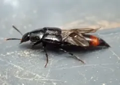 Black Lordithon Rove Beetle thumbnail 1