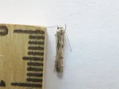 Blastodacna bicristatella thumbnail 3