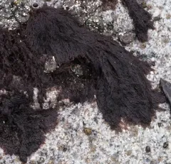 coarse sea lace thumbnail 2