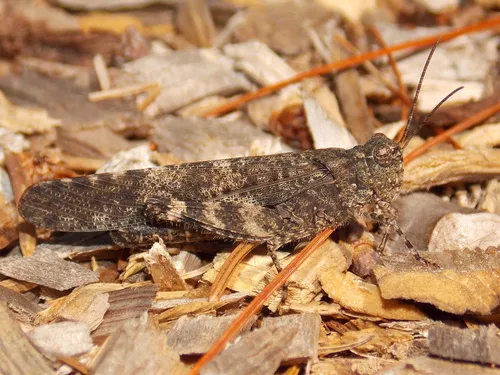 Crackling Forest Grasshopper