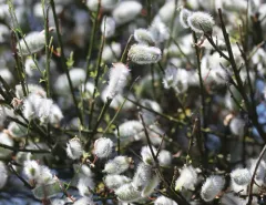 Portuguese Broom thumbnail 1