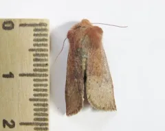 Orthosia pulchella thumbnail 3