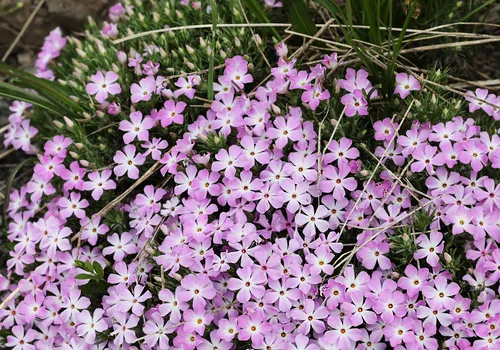 mountain phlox