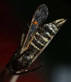 Riley's Clearwing Moth thumbnail 2