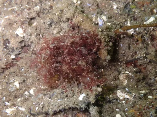 Herposiphonia plumula