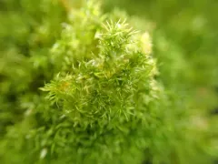 Lime-seep Eucladium thumbnail 3