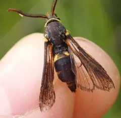 Dusky Clearwing Moth thumbnail 1