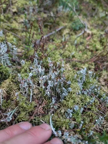 frosted cup lichen