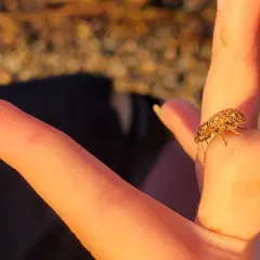 Trichalophus alternatus thumbnail 2